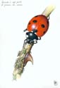 Coccinelle à 7 points et pucerons