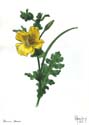 Glaucium flavum