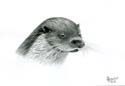 Loutre