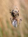Mange une coccinelle