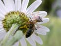 A captur&eacute; une abeille