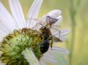 A captur&eacute; une abeille