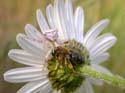 A captur&eacute; une abeille