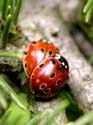 Accouplement