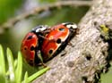 Accouplement
