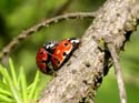 Accouplement