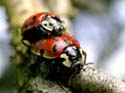 Accouplement