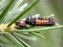 Larve qui mange une pupe de coccinelle