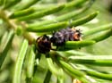 Larve qui mange une pupe de coccinelle