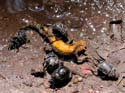 Mangent un triton alpestre mort