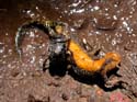 Mangent un triton alpestre mort
