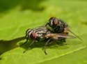 Accouplement