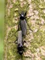 Accouplement