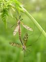 Accouplement
