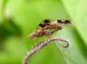 Accouplement