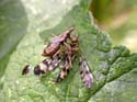 Dévore une mouche-scorpion