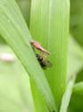 Dévore une mouche