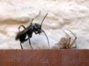 Vient de capturer une araignée