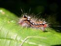 Chenille