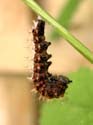 Transformation en chrysalide