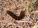 Chenille