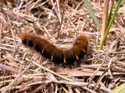 Chenille