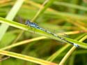 Accouplement