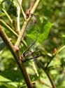 Accouplement