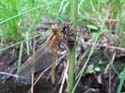 Emergence