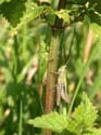 Avec une Tettigonia viridissima