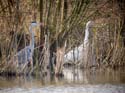 H&eacute;ron cendr&eacute; + grande aigrette