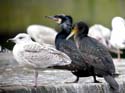Avec grands cormorans