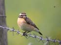 Regarde une mouche !