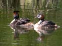 Famille
