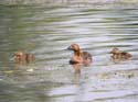 Femelle et poussins