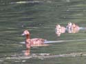 Femelle et poussins