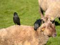 Epouille un mouton