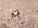 Sur un pigeon ramier