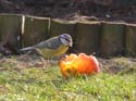 Mange une pomme