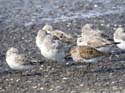 Parmi un groupe de b&eacute;casseaux sanderling